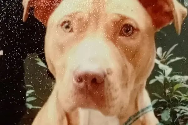 BODRUM VETERİNER - VETMASTERS Veteriner kliniği - Resim 3