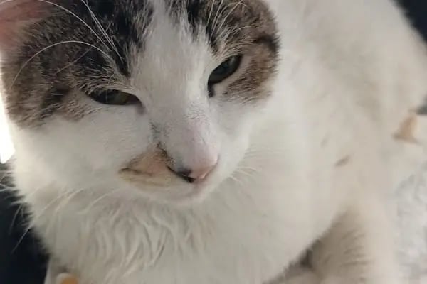 BODRUM VETERİNER - VETMASTERS Veteriner kliniği - Resim 5