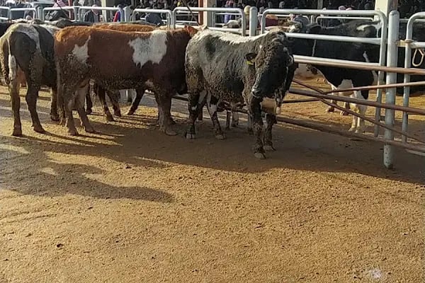 Şanlıurfa Belediyesi Yeni Hayvan Pazarı - Resim 1