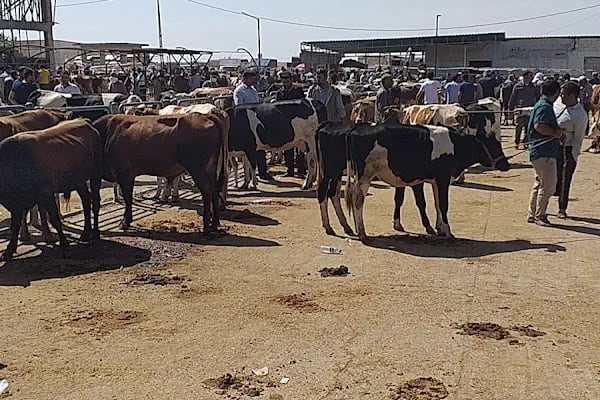 Şanlıurfa Belediyesi Yeni Hayvan Pazarı - Resim 5