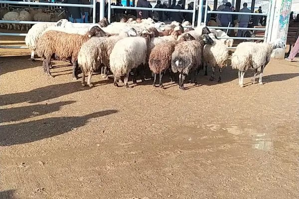 Şanlıurfa Belediyesi Yeni Hayvan Pazarı - Resim 6