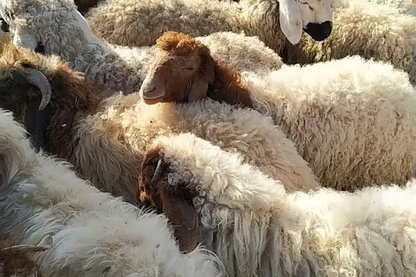 Şanlıurfa Belediyesi Yeni Hayvan Pazarı - Resim 16