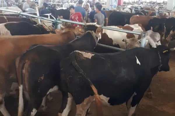 Şanlıurfa Belediyesi Yeni Hayvan Pazarı - Resim 15