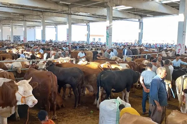 Şanlıurfa Belediyesi Yeni Hayvan Pazarı - Resim 11