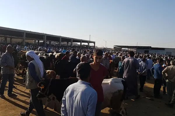 Şanlıurfa Belediyesi Yeni Hayvan Pazarı - Resim 13