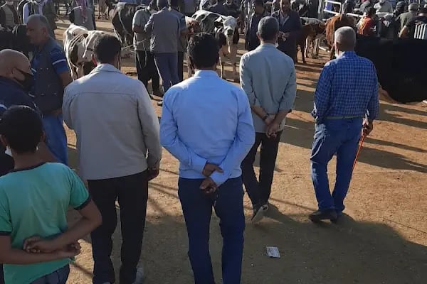 Şanlıurfa Belediyesi Yeni Hayvan Pazarı - Resim 10