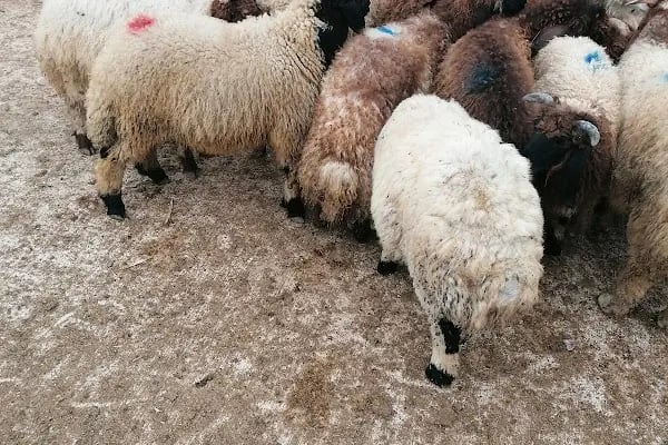Şanlıurfa Belediyesi Yeni Hayvan Pazarı - Resim 3