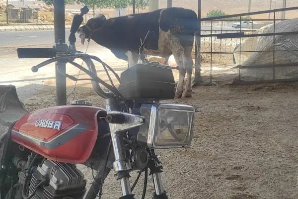 Şanlıurfa Belediyesi Yeni Hayvan Pazarı - Resim 18