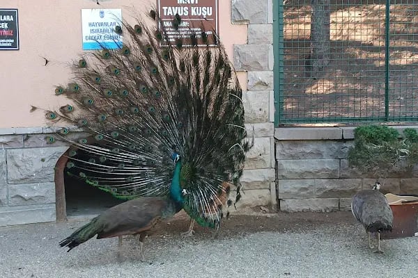 Keçiören Evcil Hayvanlar Parkı - Resim 5