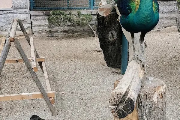 Keçiören Evcil Hayvanlar Parkı - Resim 7