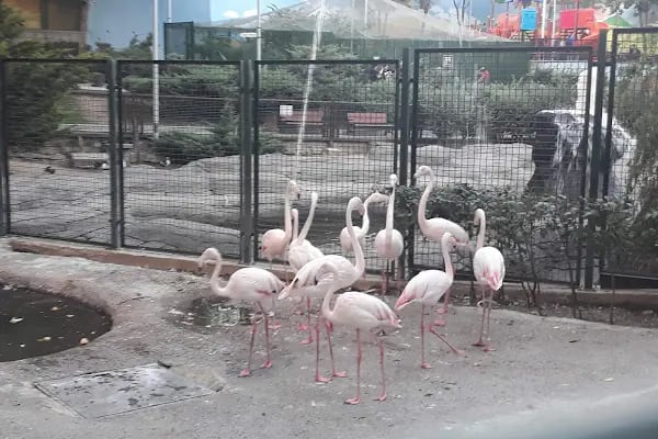 Keçiören Evcil Hayvanlar Parkı - Resim 4