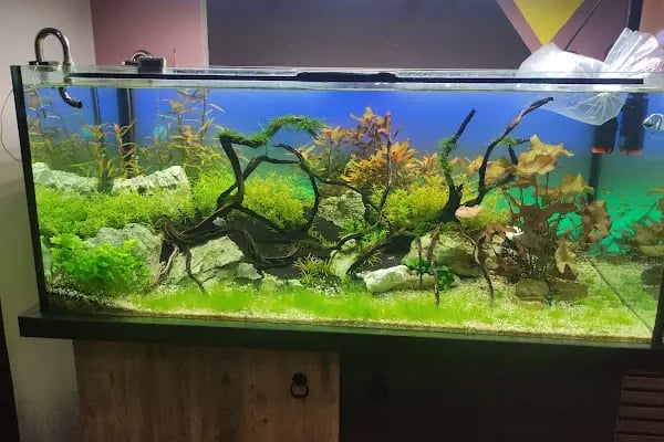 Kayahan Petshop (Akvaryum Balık Avm) - Resim 6