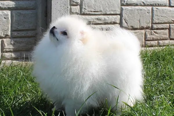 çarşı petshop Çerkezköy - Resim 14