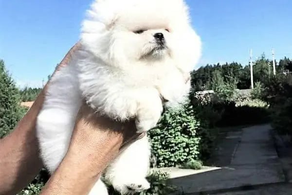 çarşı petshop Çerkezköy - Resim 9