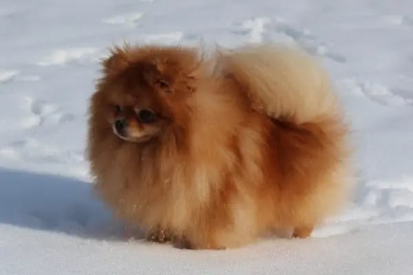 çarşı petshop Çerkezköy - Resim 11