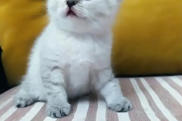 çarşı petshop Çerkezköy - Resim 15
