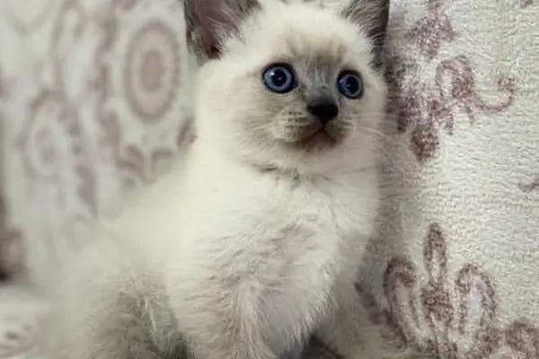 çarşı petshop Çerkezköy - Resim 6