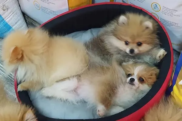 çarşı petshop Çerkezköy - Resim 17