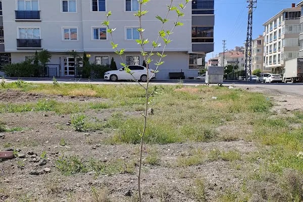 Anayurt Fidancılık Peyzaj Meyve ve Süs bitkileri - Resim 20
