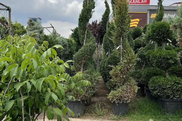 Anayurt Fidancılık Peyzaj Meyve ve Süs bitkileri - Resim 18