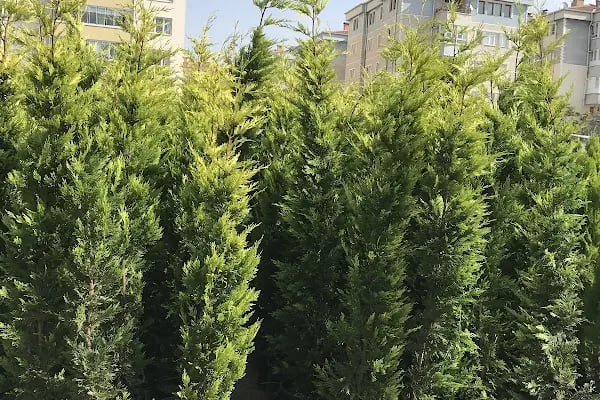Anayurt Fidancılık Peyzaj Meyve ve Süs bitkileri - Resim 4