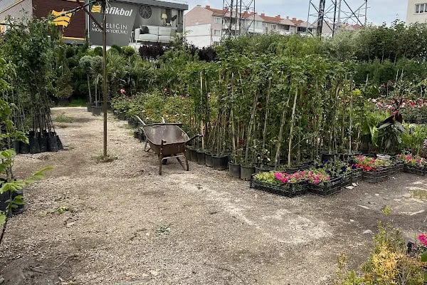 Anayurt Fidancılık Peyzaj Meyve ve Süs bitkileri - Resim 15