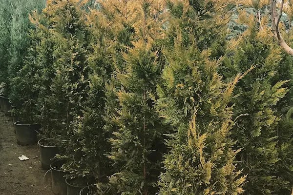 Anayurt Fidancılık Peyzaj Meyve ve Süs bitkileri - Resim 11
