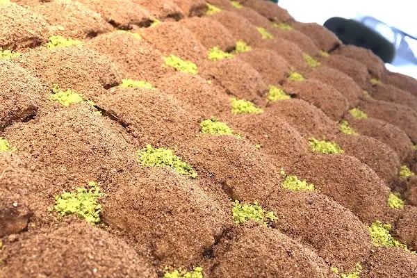 Gaziantepli Haci İbrahim Usta Baklava ( Otogar ) - Resim 9