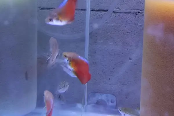 Eren petshop - Resim 15