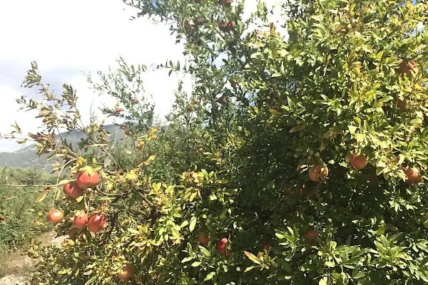 Arykandos Dağ Evi Camping Restaurant - Resim 10