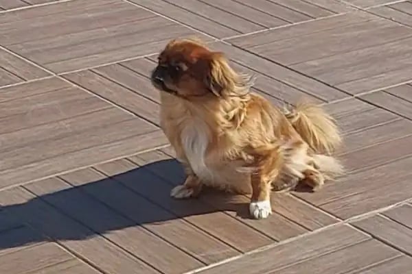 Bodrum Vet Animal Veteriner Muayenehanesi - Resim 17