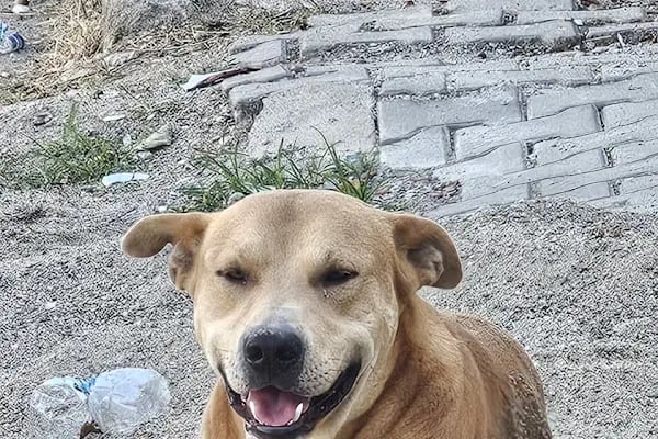 Adapazarı Belediyesi Sahipsiz Hayvanlar Geçici Bakımevi - Resim 3