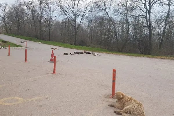 Adapazarı Belediyesi Sahipsiz Hayvanlar Geçici Bakımevi - Resim 4