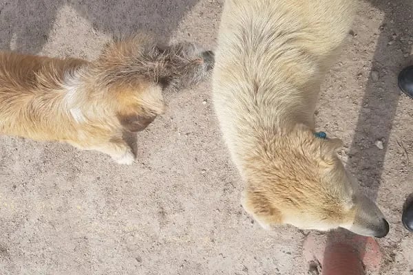 Adapazarı Belediyesi Sahipsiz Hayvanlar Geçici Bakımevi - Resim 16
