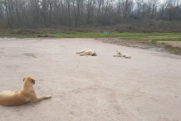 Adapazarı Belediyesi Sahipsiz Hayvanlar Geçici Bakımevi - Resim 9