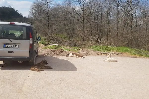 Adapazarı Belediyesi Sahipsiz Hayvanlar Geçici Bakımevi - Resim 11