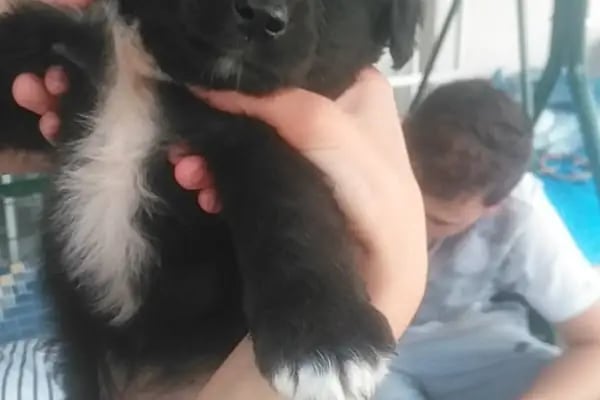 Adapazarı Belediyesi Sahipsiz Hayvanlar Geçici Bakımevi - Resim 18