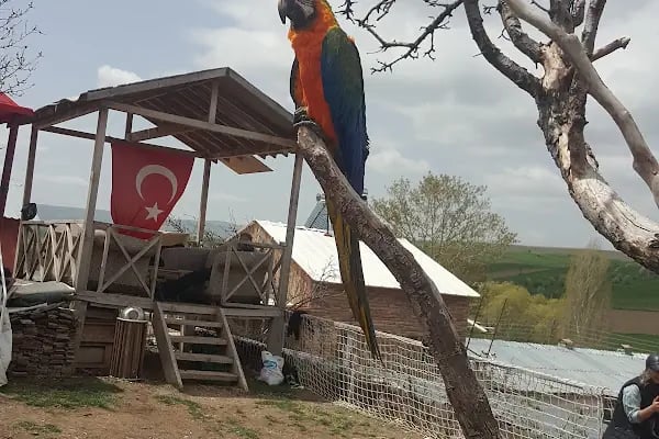 At Çiftliği Hayvanat Bahçesi - Resim 3