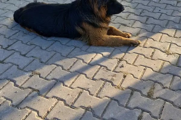 At Çiftliği Hayvanat Bahçesi - Resim 19