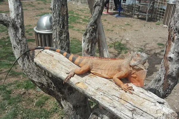 At Çiftliği Hayvanat Bahçesi - Resim 14