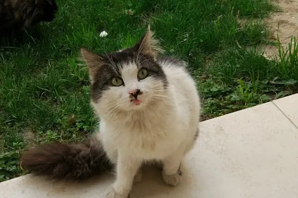 Nisa Serezli Parkı - Resim 16