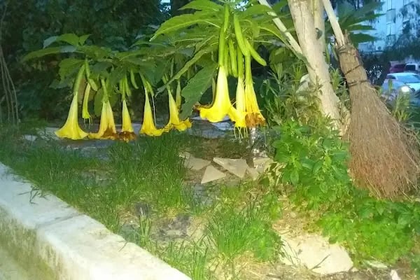Nisa Serezli Parkı - Resim 5