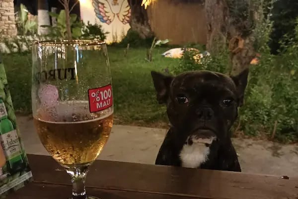 Uğrak Sera Aile Çay Bahçesi - Resim 3