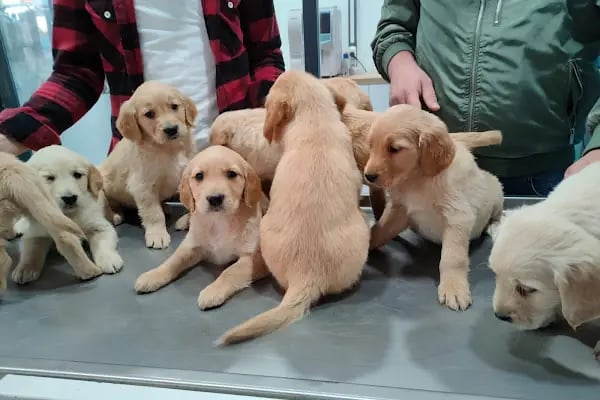 Vetpool Veteriner Kliniği - Kocaeli Başiskele Veteriner - Resim 4