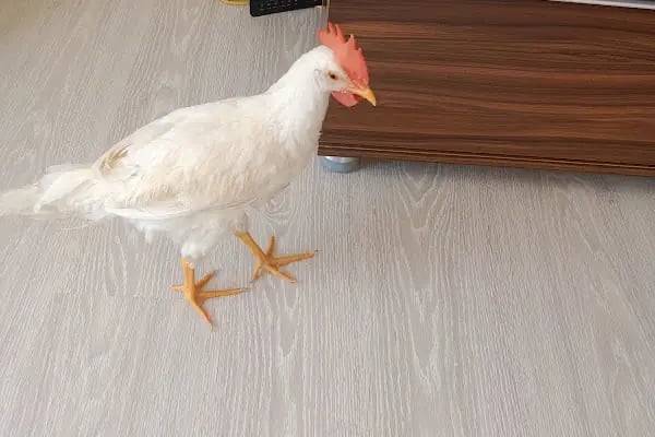 Vetpool Veteriner Kliniği - Kocaeli Başiskele Veteriner - Resim 15