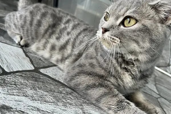 Vetpool Veteriner Kliniği - Kocaeli Başiskele Veteriner - Resim 7