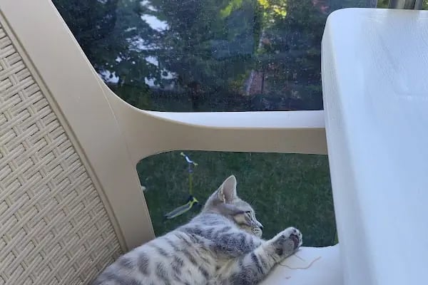 Vetpool Veteriner Kliniği - Kocaeli Başiskele Veteriner - Resim 13