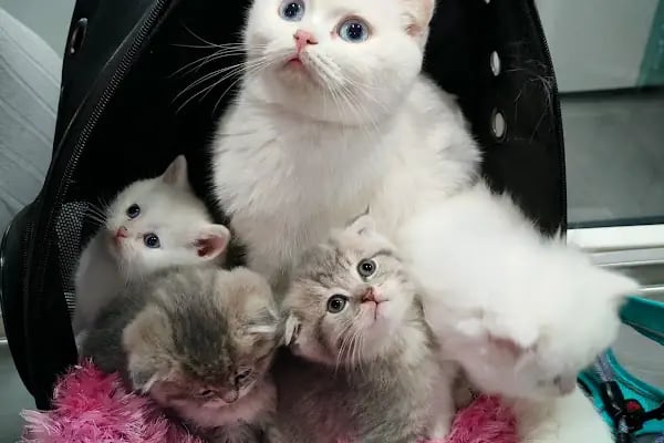 Vetpool Veteriner Kliniği - Kocaeli Başiskele Veteriner - Resim 19