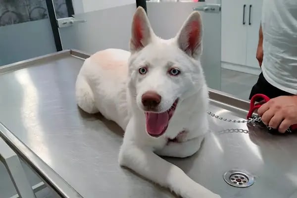 Vetpool Veteriner Kliniği - Kocaeli Başiskele Veteriner - Resim 6