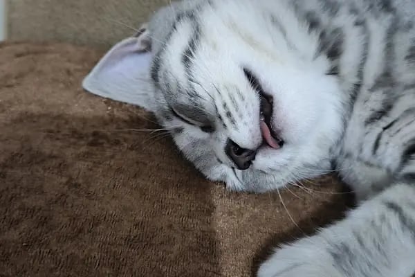 Vetpool Veteriner Kliniği - Kocaeli Başiskele Veteriner - Resim 12